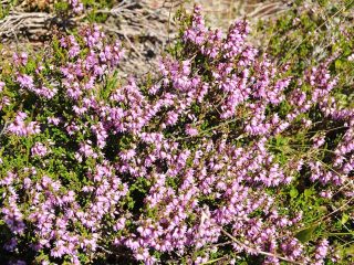 Colourful flowers at Walmendinger Horn