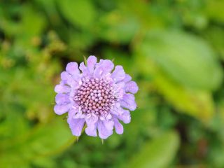 Colourful flowers at Walmendinger Horn