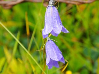 Colourful flowers at Walmendinger Horn