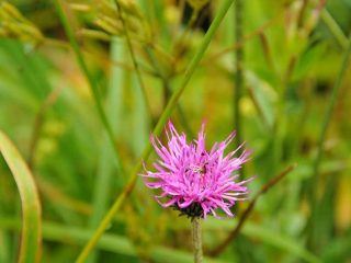 Colourful flowers at Walmendinger Horn