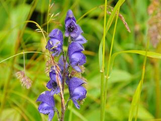 Colourful flowers at Walmendinger Horn