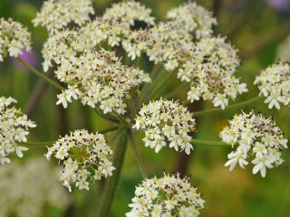 Colourful flowers at Walmendinger Horn