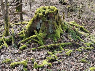 Wandern entlang der Stempelstellen bei Bad Grund