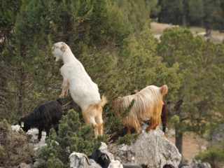 Yörük - nomadic goatherds in the Taurus
