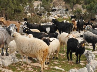 Yörük - nomadic goatherds in the Taurus