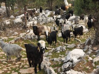 Yörük - nomadic goatherds in the Taurus