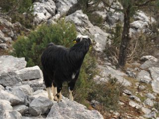 Yörük - nomadic goatherds in the Taurus