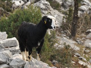 Yörük - nomadic goatherds in the Taurus