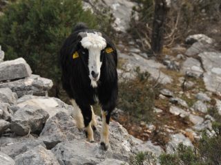 Yörük - nomadic goatherds in the Taurus