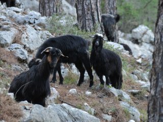 Yörük - nomadic goatherds in the Taurus