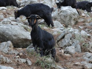 Yörük - nomadic goatherds in the Taurus