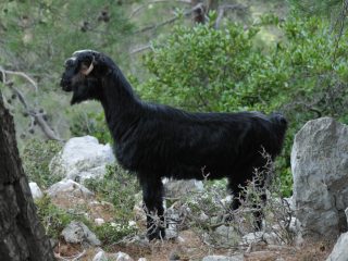 Yörük - nomadic goatherds in the Taurus