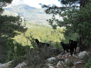 Yörük - nomadic goatherds in the Taurus