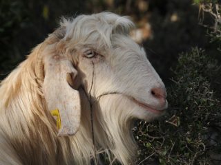 Yörük - nomadic goatherds in the Taurus