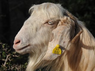 Yörük - nomadic goatherds in the Taurus