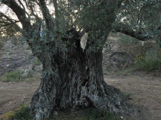 Kalkanli Olive Garden