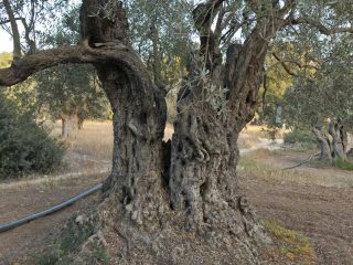 Kalkanli Olive Garden
