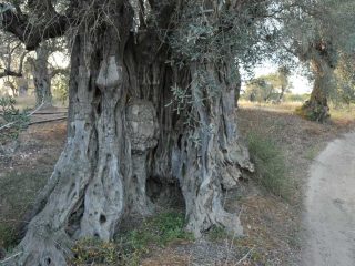 Kalkanli Olive Garden