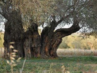 Kalkanli Olive Garden