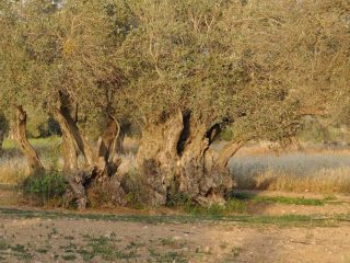 Kalkanli Olive Garden