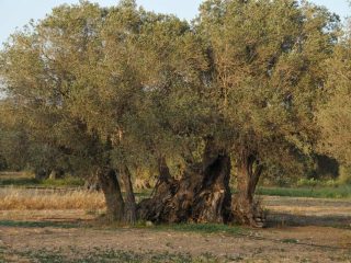 Kalkanli Olive Garden