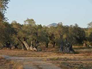 Kalkanli Olive Garden