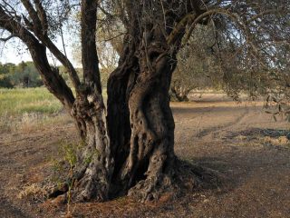 Kalkanli Olive Garden