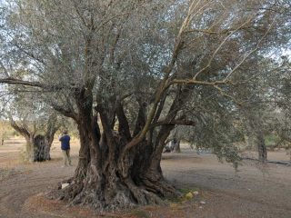 Kalkanli Olive Garden