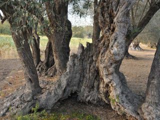 Kalkanli Olive Garden