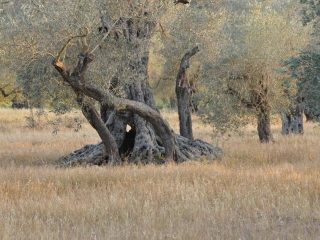 Kalkanli Olive Garden
