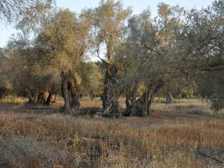 Kalkanli Olive Garden