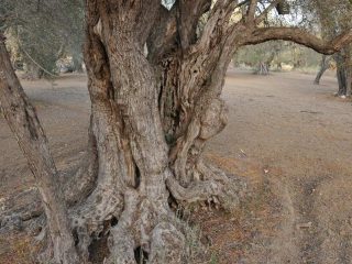 Kalkanli Olive Garden