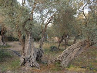 Kalkanli Olive Garden