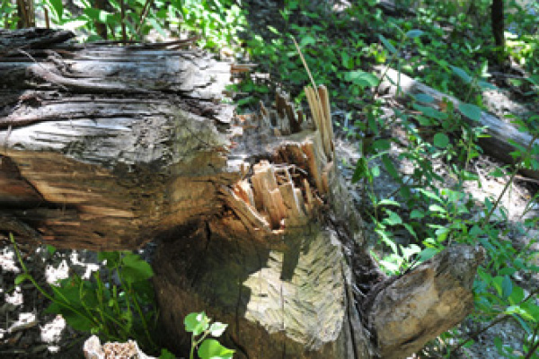 Danube Island of Vienna - Renaturation also attract beavers