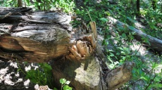 Danube Island of Vienna - Renaturation also attract beavers