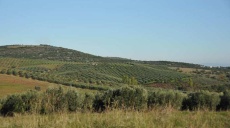 Through the olive fields of Chalkidiki