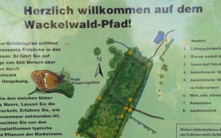 Rundgang durch den Wackelwald bei Bad Buchau