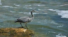 Gray Heron - Observations on the Main River and at Rhine Falls