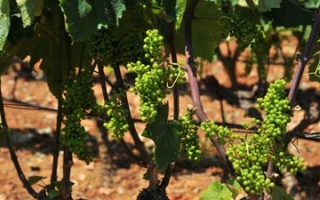 Rapsani: Zum Weinbaugebiet an die Hänge des Olymp