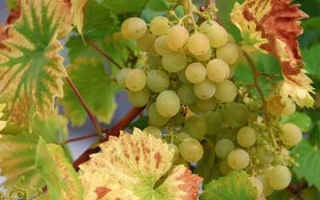 Viticulture in ancient Greece – our experience