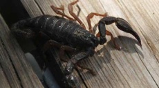 Scorpion - what, if it finds new home on your private balcony?