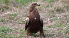 Schreiadler - Zum Tag des Artenschutzes am 3. März