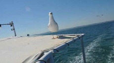 Mediterranean gulls - observation during ferry trip from Perea