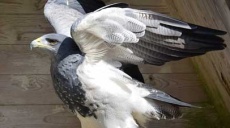 Eine Unterschrift für die Rettung des Schreiadlers