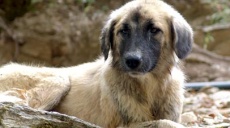 Rabies suspected - compulsory vaccination for dogs on trips abroad