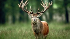 Red Deer is Animal of the Year 2026 - Chosen by DWS