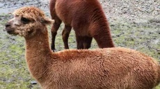 Alpaca-encounter during the Christmas Eve walk