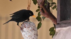 A blackbird tries its hand at the tits dumplings