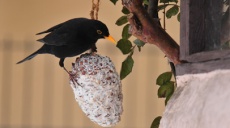 Winter time - The perfect bird dinner!