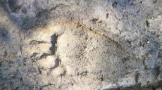 Bear tracks in Jablanica Mountains above Lake Ohrid